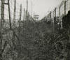Between the fences at Stalag Luft I
